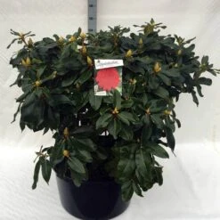 Rhododendron (Rhododendron 'Markeeta's Prize') -Groene Boom Winkel rh. markeeta s prize c80