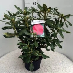 Rhododendron (Rhododendron 'Nova Zembla') -Groene Boom Winkel rh. nova zembla c10 50 cm