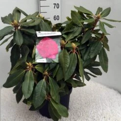 Rhododendron (Rhododendron 'American Beauty') -Groene Boom Winkel rh. p. a. beauty c10 50 cm