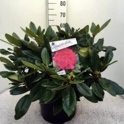 Rhododendron (Rhododendron 'American Beauty') -Groene Boom Winkel rh. p.a. beauty c20