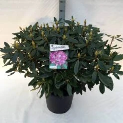Bosrhododendron (Rhododendron Ponticum 'Roseum') -Groene Boom Winkel rh. pont. roseum c30