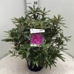 Bosrhododendron (Rhododendron Ponticum 'Variegatum') -Groene Boom Winkel rh. pont. variegatum c10 50 cm