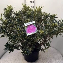 Bosrhododendron (Rhododendron Ponticum 'Variegatum') -Groene Boom Winkel rh. pont. variegatum c20