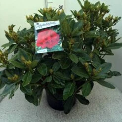 Rhododendron (Rhododendron 'Red Jack') -Groene Boom Winkel rh. red jack c20