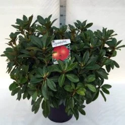 Rhododendron (Rhododendron 'Red Jack') -Groene Boom Winkel rh. red jack c30