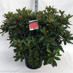 Rhododendron (Rhododendron 'Red Jack') -Groene Boom Winkel rh. red jack c40