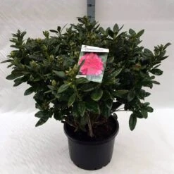 Rhododendron (Rhododendron 'Rocket') -Groene Boom Winkel rh. rocket c40