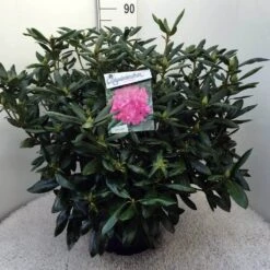 Rhododendron (Rhododendron 'Roseum Elegans') -Groene Boom Winkel rh. roseum elegans c20
