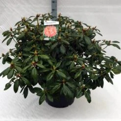 Rhododendron (Rhododendron 'Virginia Richards') 17 Rhododendron (Rhododendron 'Virginia Richards') -Groene Boom Winkel rh. virginia richards c40