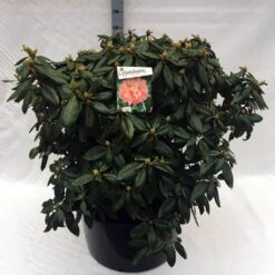 Rhododendron (Rhododendron 'Virginia Richards') 20 Rhododendron (Rhododendron 'Virginia Richards') -Groene Boom Winkel rh. virginia richards c80