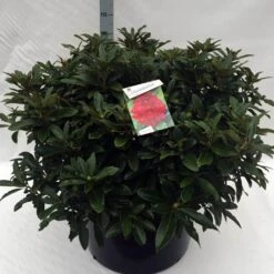 Rhododendron (Rhododendron 'Wilgen's Ruby') 33 Rhododendron (Rhododendron 'Wilgen's Ruby') -Groene Boom Winkel rh. wilgens ruby c80