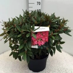 Rhododendron (Rhododendron 'Winsome') -Groene Boom Winkel rh. winsome c10 50 cm