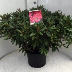 Rhododendron (Rhododendron 'Winsome') -Groene Boom Winkel rh. winsome c20