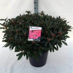 Rhododendron (Rhododendron 'Winsome') -Groene Boom Winkel rh. winsome c30