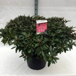 Rhododendron (Rhododendron 'Winsome') -Groene Boom Winkel rh. winsome c40