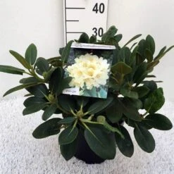 Rhododendron (Rhododendron 'Flava') -Groene Boom Winkel rh. y flava c5 1