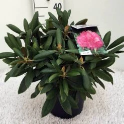 Dwergrhododendron (Rhododendron 'Polaris') -Groene Boom Winkel rh. y polaris c5