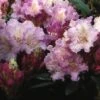 Dwergrhododendron (Rhododendron 'Caroline Allbrook') -Groene Boom Winkel rhcallbr 2