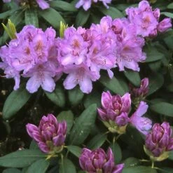 Rhododendron (Rhododendron Catawbiense 'Grandiflorum') -Groene Boom Winkel rhcgrand 13