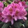 Rhododendron (Rhododendron 'Delta') -Groene Boom Winkel rhdelta 2