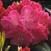 Rhododendron (Rhododendron 'Germania') -Groene Boom Winkel rhgerman 2