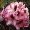 Rhododendron (Rhododendron 'Kokardia') -Groene Boom Winkel rhkokard 2