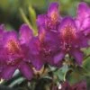 Rhododendron (Rhododendron 'Marcel Menard') -Groene Boom Winkel rhmmenar 1