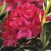 Rhododendron (Rhododendron 'Nova Zembla') -Groene Boom Winkel rhnzembl 7