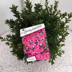 Japanse Azalea (Rhododendron 'Madame Van Hecke') -Groene Boom Winkel rho. aj mme van hecke c10
