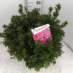 Japanse Azalea (Rhododendron 'Madame Van Hecke') -Groene Boom Winkel rho. aj mme van hecke c15