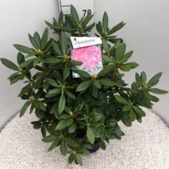 Rhododendron (Rhododendron 'Cosmopolitan') -Groene Boom Winkel rho. cosmopolitan c10 50 cm
