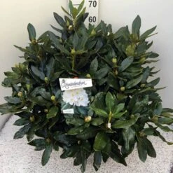 Rhododendron (Rhododendron 'Cunningham White') -Groene Boom Winkel rho. cunn white c20