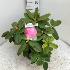 Rhododendron (Rhododendron 'Germania') -Groene Boom Winkel rho. germania c10 50 cm