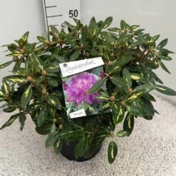 Rhododendron (Rhododendron 'Goldflimmer') -Groene Boom Winkel rho. goldflimmer c10 50 cm