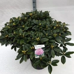 Rhododendron (Rhododendron 'Gomer Waterer') -Groene Boom Winkel rho. gomer waterer c40