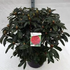 Rhododendron (Rhododendron 'Halfdan Lem') -Groene Boom Winkel rho. halfdan lem c40