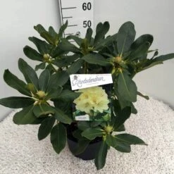 Rhododendron (Rhododendron 'Horizon Monarch') -Groene Boom Winkel rho. horizon monarch c10 50 cm