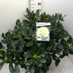 Rhododendron (Rhododendron 'Horizon Monarch') -Groene Boom Winkel rho. horizon monarch c20