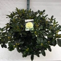 Rhododendron (Rhododendron 'Horizon Monarch') -Groene Boom Winkel rho. horizon monarch c40