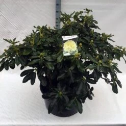Rhododendron (Rhododendron 'Horizon Monarch') -Groene Boom Winkel rho. horizon monarch c80 1