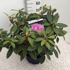 Rhododendron (Rhododendron 'Kokardia') -Groene Boom Winkel rho. kokardia c10 50 cm