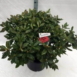 Rhododendron (Rhododendron 'Lord Roberts') -Groene Boom Winkel rho. lord roberts c40