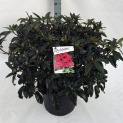 Rhododendron (Rhododendron 'Marie Forte') -Groene Boom Winkel rho. marie forte c30