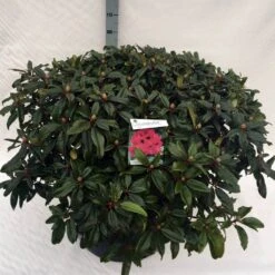 Rhododendron (Rhododendron 'Marie Forte') -Groene Boom Winkel rho. marie forte c80