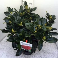 Rhododendron (Rhododendron 'Markeeta's Prize') -Groene Boom Winkel rho. markeeta s prize c20