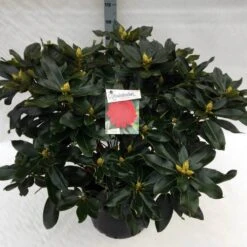 Rhododendron (Rhododendron 'Markeeta's Prize') -Groene Boom Winkel rho. markeeta s prize c40