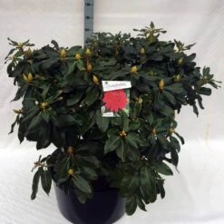 Rhododendron (Rhododendron 'Markeeta's Prize') -Groene Boom Winkel rho. markeeta s prize c80