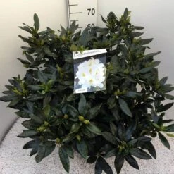 Rhododendron (Rhododendron 'Madame Masson') -Groene Boom Winkel rho. mme masson c20