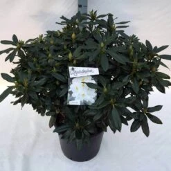 Rhododendron (Rhododendron 'Madame Masson') -Groene Boom Winkel rho. mme masson c30