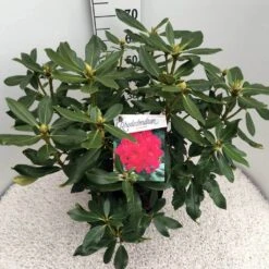 Rhododendron (Rhododendron 'Nova Zembla') -Groene Boom Winkel rho. nova zembla c10 50 cm